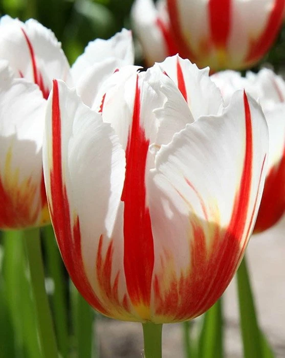 Тюльпан 2шт Carnaval De Rio (Карнавал Де Ріо), фото 1