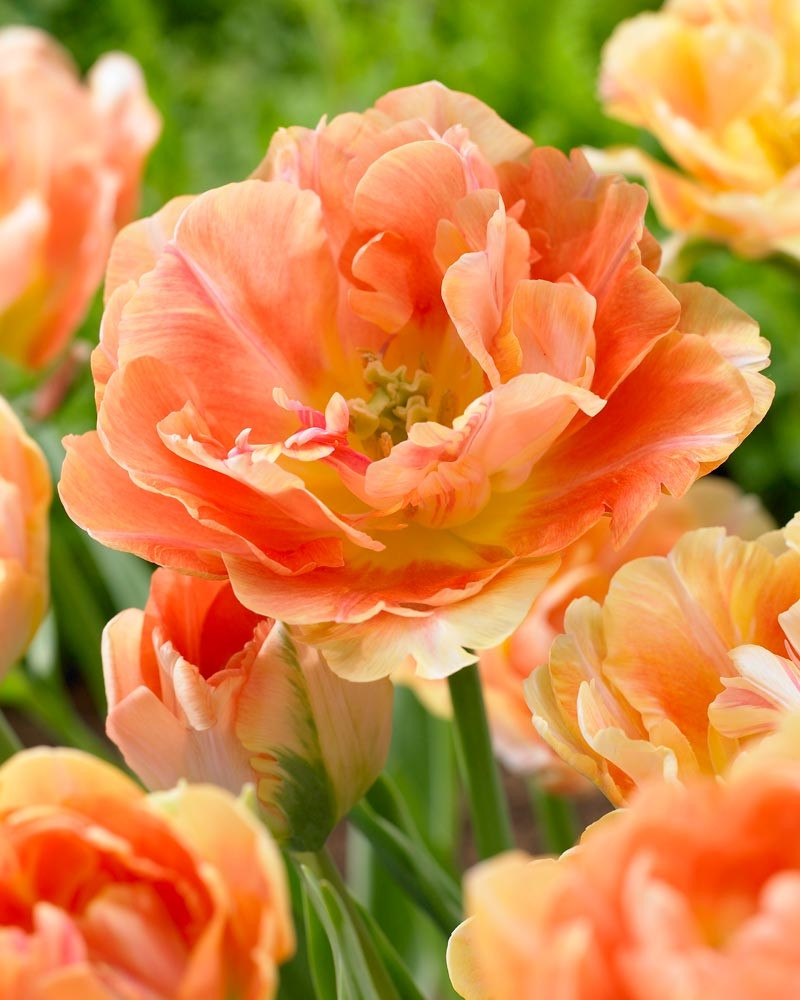 Тюльпан 2шт Charming Lady (Хармінг Ладі), фото 1