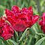 Тюльпан 2шт махровий Cranberry Thistle (Кранберрі Тістле), фото 2
