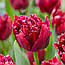 Тюльпан 2шт махровий Cranberry Thistle (Кранберрі Тістле), фото 5