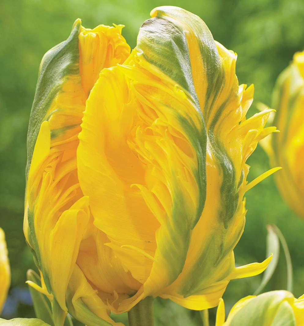 Тюльпан 2шт Eagle Wings (Еагле Вінгс), фото 1