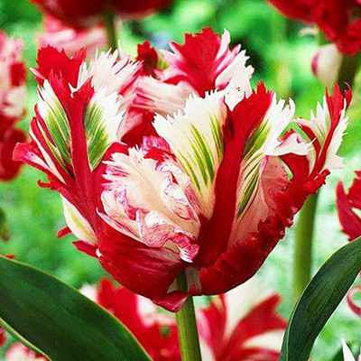 Тюльпан 2шт Estella Rijnveld (Естелла Рійнвелд), фото 1