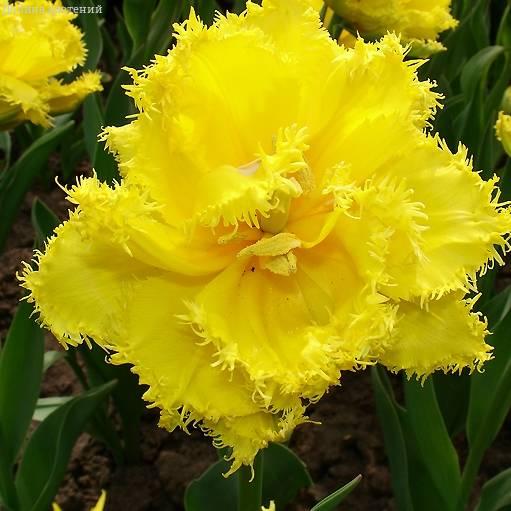 Тюльпан 2шт Exotic Sun (Ексотік Сун), фото 1