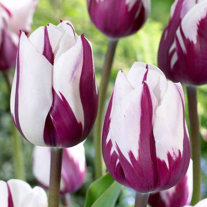 Тюльпан 2шт Flaming Flag (Фламінг Флаг), фото 1