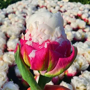 Тюльпан 2шт Ice Cream (Іке Креам), фото 1