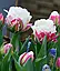 Тюльпан 2шт Ice Cream (Іке Креам), фото 4