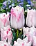 Тюльпан 2шт Kyoko Takahashi (Кіоко Такахаші), фото 2