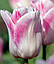Тюльпан 2шт Kyoko Takahashi (Кіоко Такахаші), фото 6