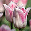 Тюльпан 2шт Kyoko Takahashi (Кіоко Такахаші), фото 7