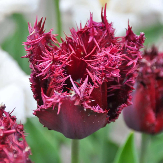 Тюльпан 2шт "Labrador" (Лабрадор), фото 1