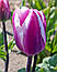 Тюльпан 2шт Librije (Лібрійе), фото 6