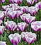 Тюльпан 2шт Librije (Лібрійе), фото 7