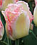 Тюльпан 2шт Lingerie (Лінгеріе), фото 5