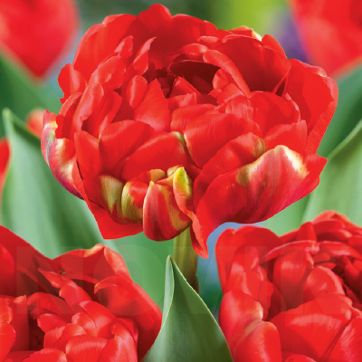 Тюльпан 2шт Miranda (Міранда), фото 1