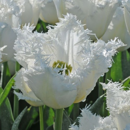 Тюльпан 2шт Noordeinde (Ноордеінде), фото 1