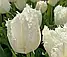 Тюльпан 2шт Noordeinde (Ноордеінде), фото 9