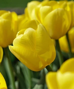 Тюльпан 2шт Novi Sun (Нові Сун), фото 1