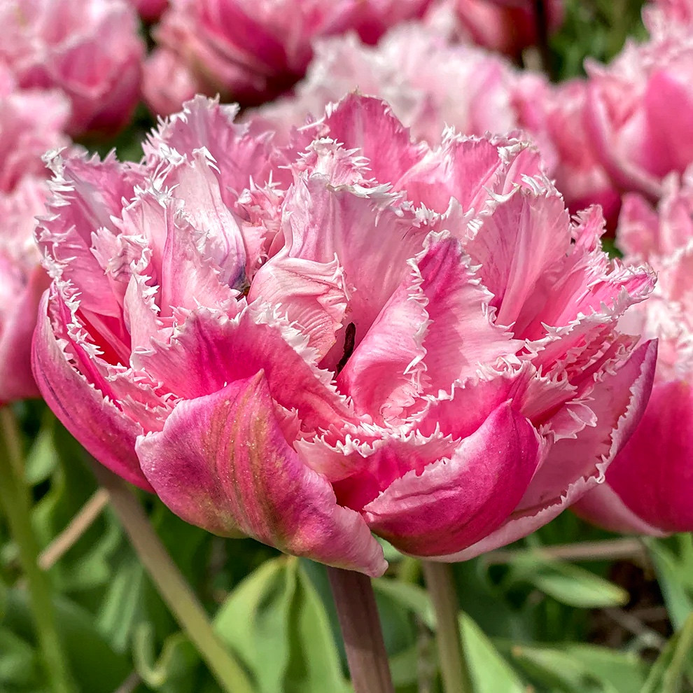 Тюльпан 2шт Sugar Crystal (Сугар Крістал), фото 1