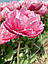 Тюльпан 2шт Sugar Crystal (Сугар Крістал), фото 7