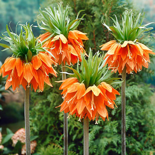 Фрітіларія 1шт Imperialis Rubra (Імперіаліс Рубра), фото 1