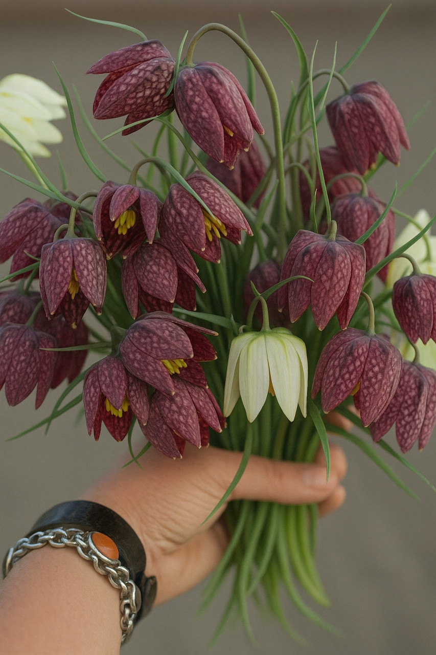 Фрітіларія 10шт Meleagris Mix (Мелеагріс Мікс), фото 1