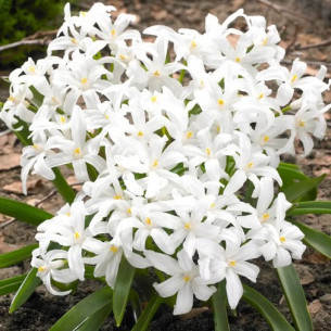 Хіонодокса 5шт Alba (Алба), фото 1