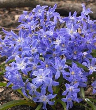 Хіонодокса 5шт Blue Giant (Блуе Гігантська), фото 1