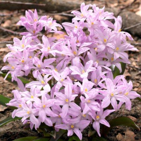 Хіонодокса 5шт Pink Giant (Пінк Гіант), фото 1