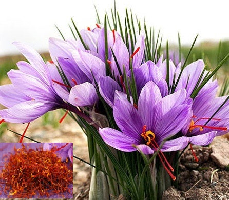 Шафран посівний 5шт (Sativus) цибулини, фото 1