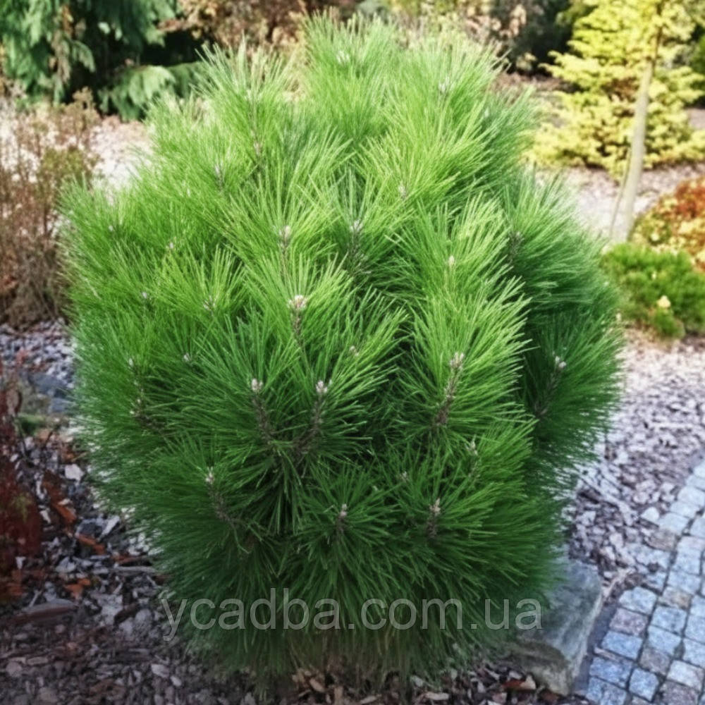 Сосна чорна Ронделло, Rondello (щеплена), фото 1