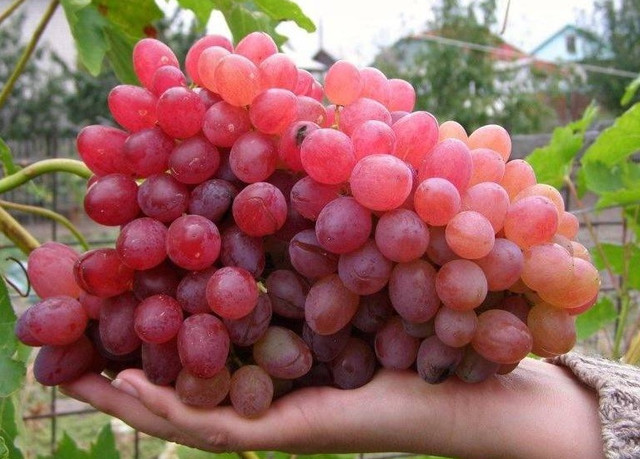 Виноград сорт Кишмиш Велес виноград, вирощування винограду, посадка винограду, сорти винограду, найкращі сорти винограду на осінь 2025 року