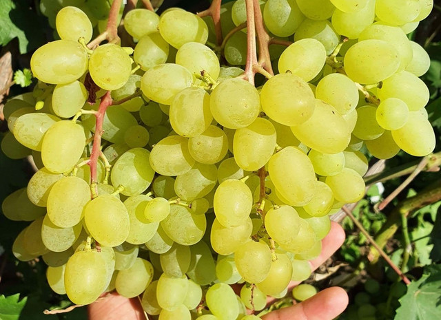 Виноград сорт Кишмиш Цимус виноград, вирощування винограду, посадка винограду, сорти винограду, найкращі сорти винограду на осінь 2025 року