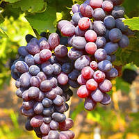 Виноград Кишмиш Осінь 2025 року. Що пропонує розсадник Кліома Сервіс?