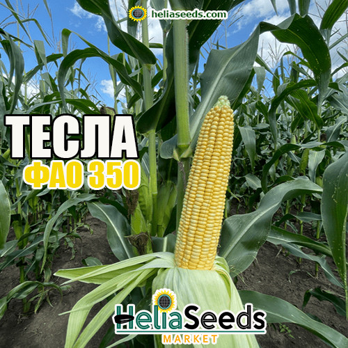 Кукурудза гібрид ТЕСЛА (ВНІС, ФАО 350) посівна кукурудза, фото 1