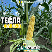 Кукурудза гібрид ТЕСЛА (ВНІС, ФАО 350) посівна кукурудза