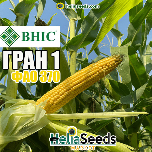 Насіння кукурудзи гібрид ГРАН 1 (ВНІС, ФАО 370) насіння кукурудзи, фото 1
