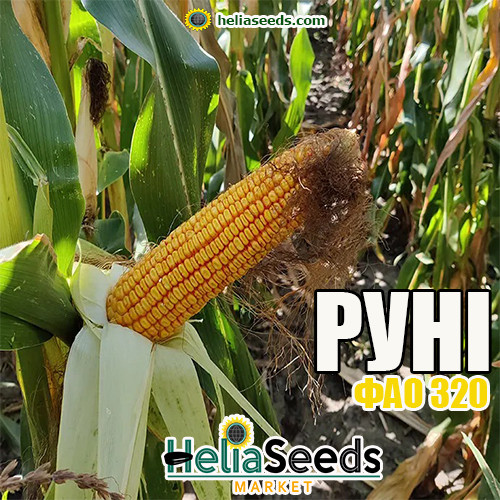 Кукурудза посівна гібрид РУНІ (ФАО 320) кукурудза для посіву, фото 1