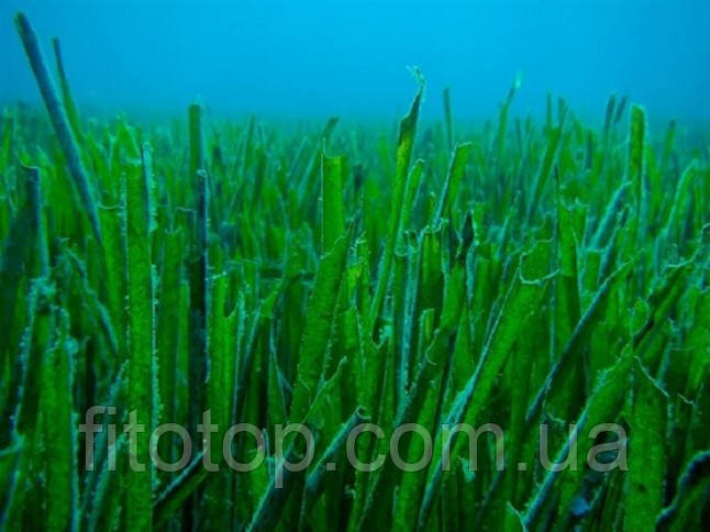 Спіруліна екстракт гліцериновий 1л, фото 1