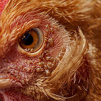 Як зрозуміти, що в курей є блохи або кліщі