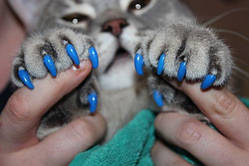 Ковпачки для кігтів антиподряпки накладні S 2.5-4 кг для котів, накладки на кігті пластикові