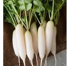 Насіння редьки Чімборазо F1 Takii Seeds 100гр