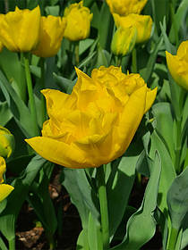 Тюльпан Marie Jo / Мері Джо, Голландія 1 цибулина