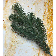 Декоративна гілка 34 см Штучні матеріали для декору та флористики Зелена