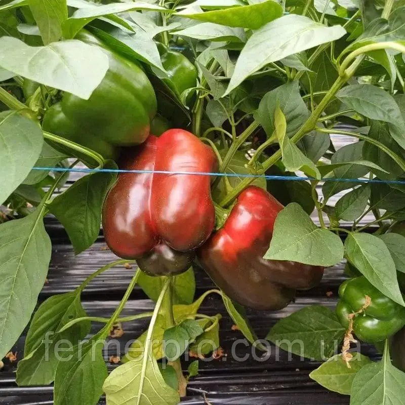 Насіння перцю Брабус F1 (PBRS 20336), 100 насінин, Sakata, фото 1