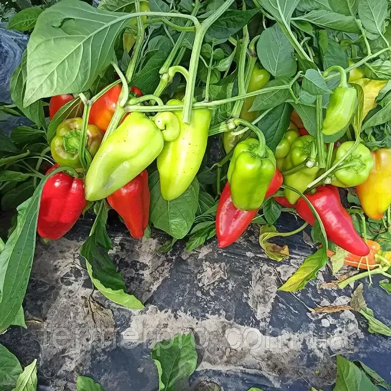 Насіння перцю Поло F1, 500 насінин, Sakata, фото 1