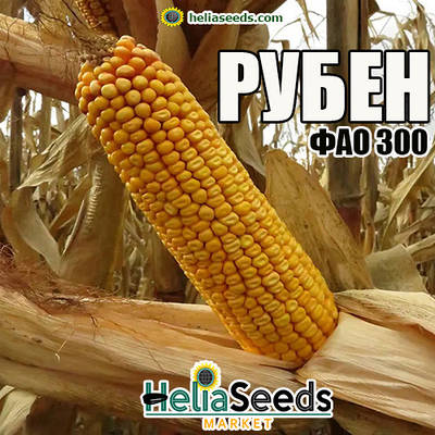 Насіння кукурудзи гібрид РУБЕН (ФАО 300) насіння кукурудзи / кукурудза