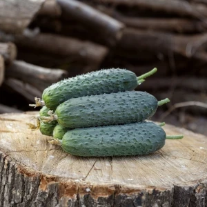 Насіння огірка Георг F1 Enza Zaden 500