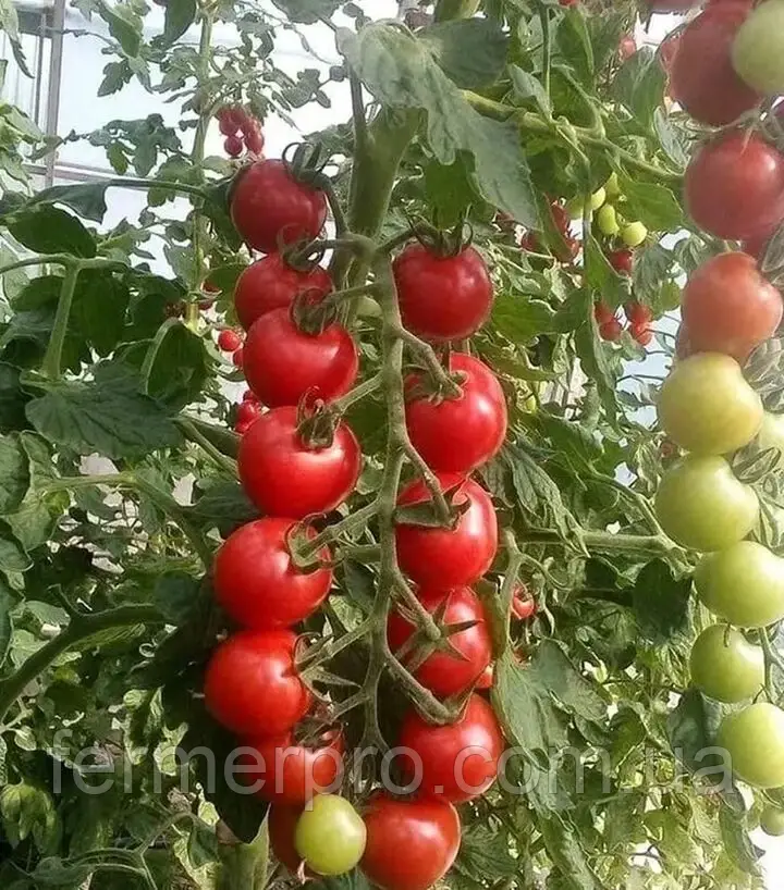 Насіння томата Ріана F1, 500 семян, Sakata, фото 1