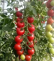 Насіння томата Ріана F1, 500 семян, Sakata