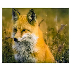Алмазний живопис "Лисичка", 40х50см. в коробці GL70845